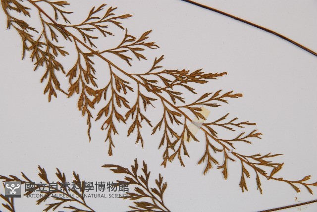 威氏鐵角蕨藏品圖，第4張