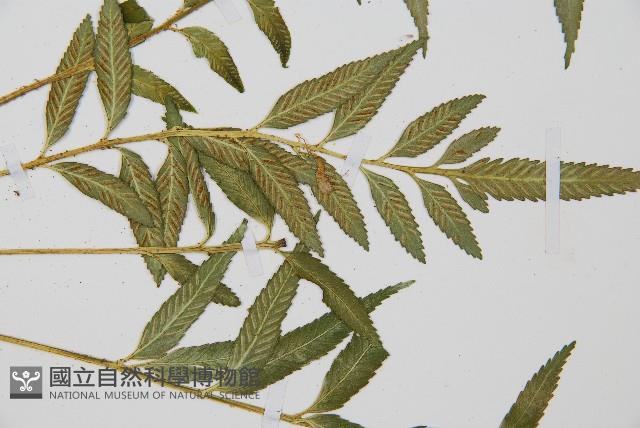 蘭嶼鐵角蕨藏品圖，第4張