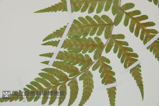 阿里山蹄蓋蕨藏品圖，第4張