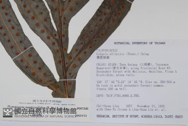 Accession Number:P003240 Collection Image, Figure 4, Total 8 Figures