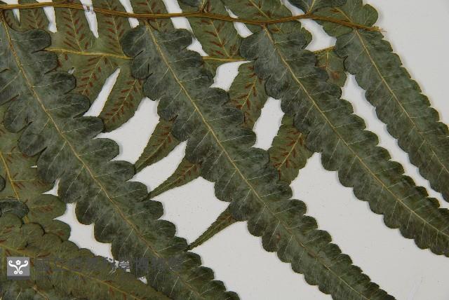 毛柄短腸蕨藏品圖，第4張