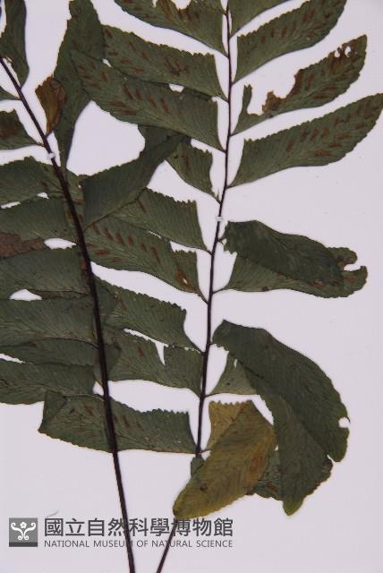 剪葉鐵角蕨藏品圖，第4張
