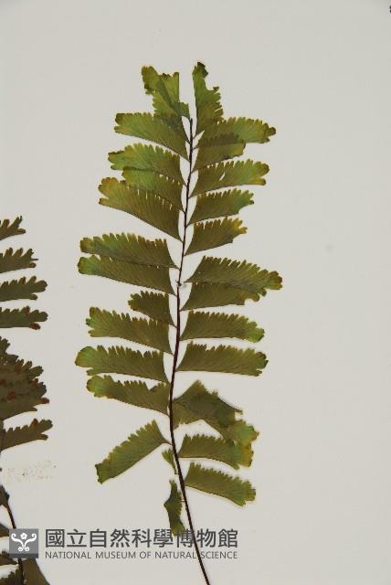薄葉孔雀鐵角蕨、邊孢鐵角蕨藏品圖，第4張