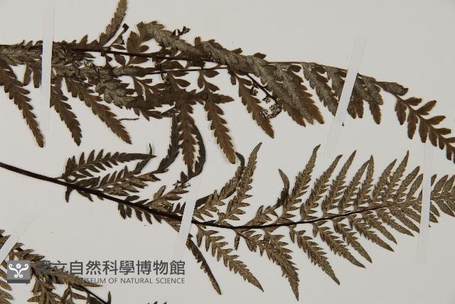 粉葉蕨藏品圖，第4張