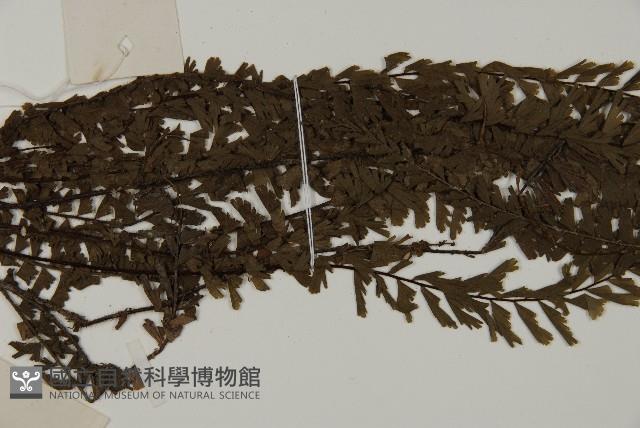 鞭葉鐵線蕨藏品圖，第4張