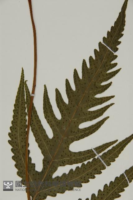 三叉蕨藏品圖，第4張