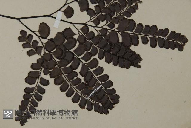 扇葉鐵線蕨藏品圖，第3張