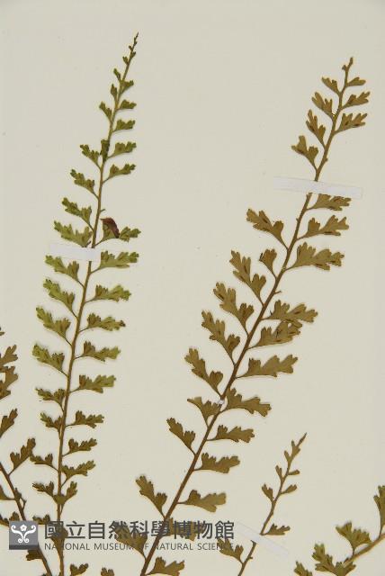 鱗柄鐵角蕨藏品圖，第4張