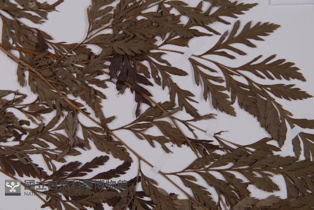 登錄號:P006070藏品圖，第4張