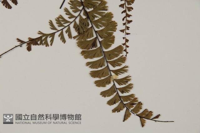 鞭葉鐵線蕨藏品圖，第4張