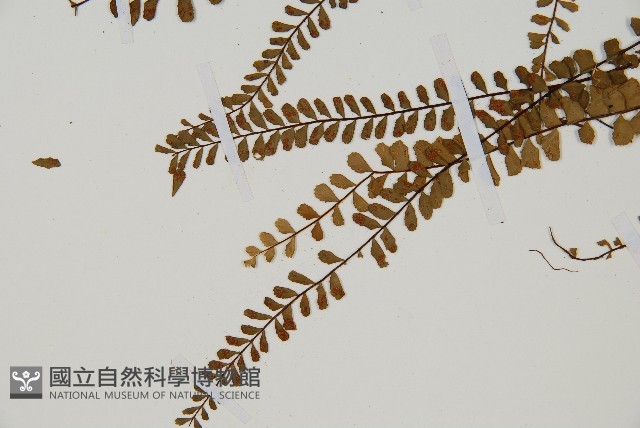 鐵角蕨藏品圖，第4張