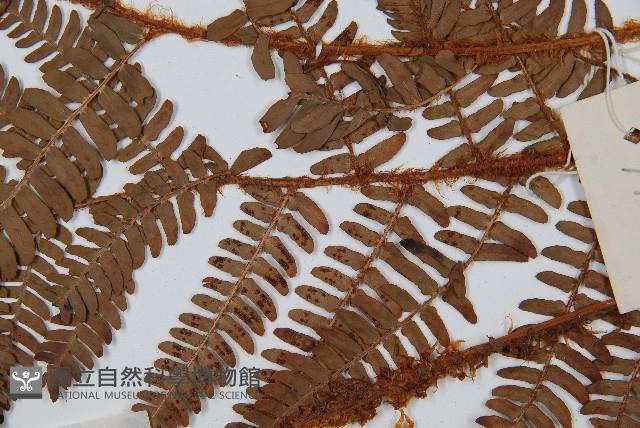 闊鱗鱗毛蕨藏品圖，第4張