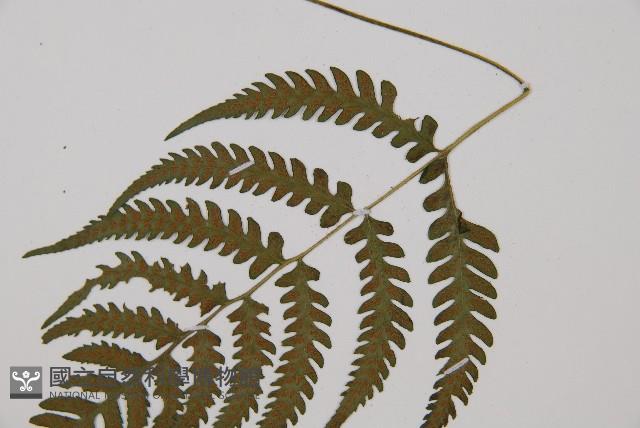 東洋蹄蓋蕨、假蹄蓋蕨藏品圖，第4張