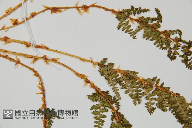 腺鱗毛蕨藏品圖，第4張
