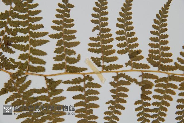 刺柄碗蕨藏品圖，第4張