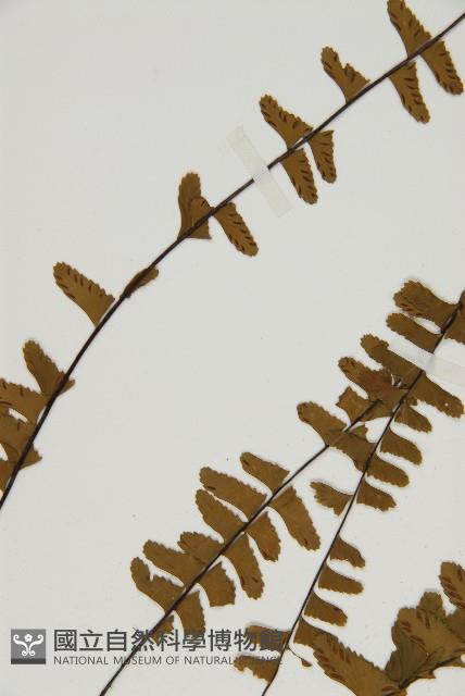 生芽鐵角蕨藏品圖，第4張