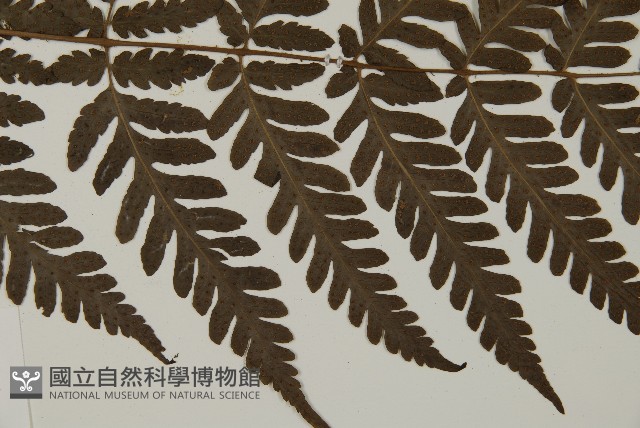 薄葉擬肋毛蕨藏品圖，第4張