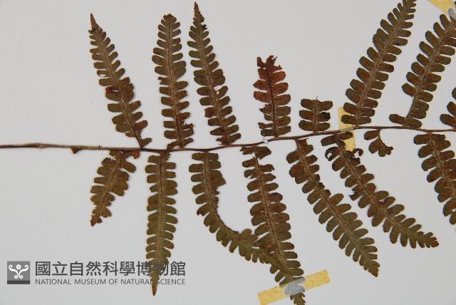 深山蹄蓋蕨藏品圖，第4張