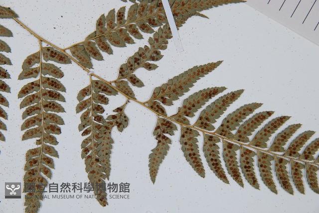 中華複葉耳蕨藏品圖，第4張