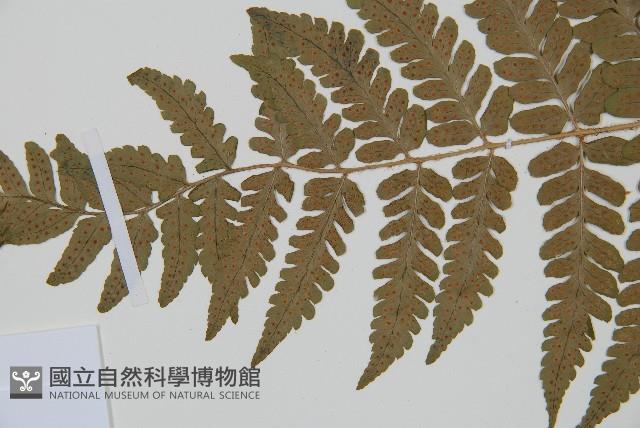 闊鱗鱗毛蕨藏品圖，第4張