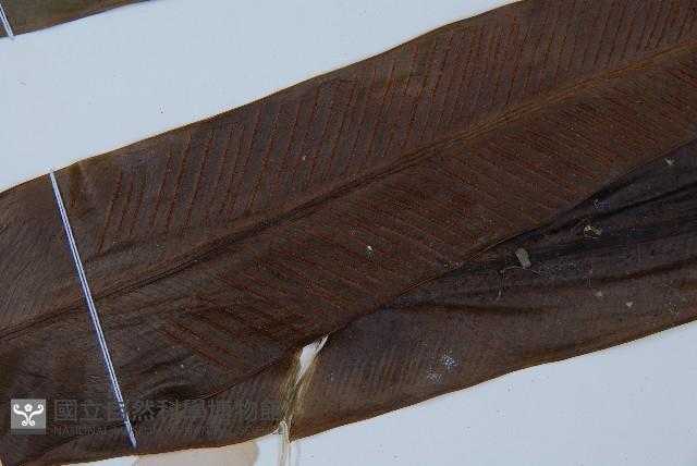 巢蕨藏品圖，第4張