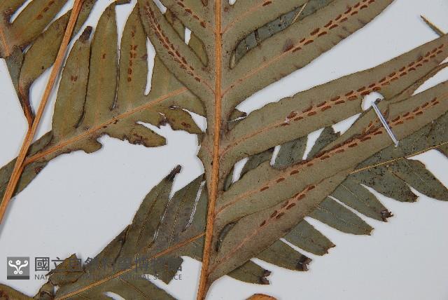 臺灣狗脊蕨藏品圖，第3張