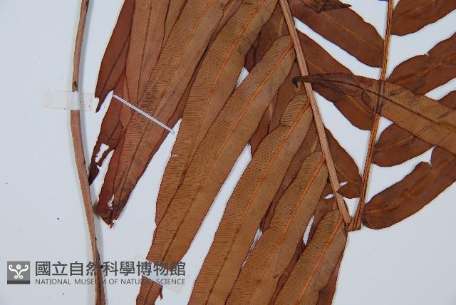 烏毛蕨藏品圖，第3張