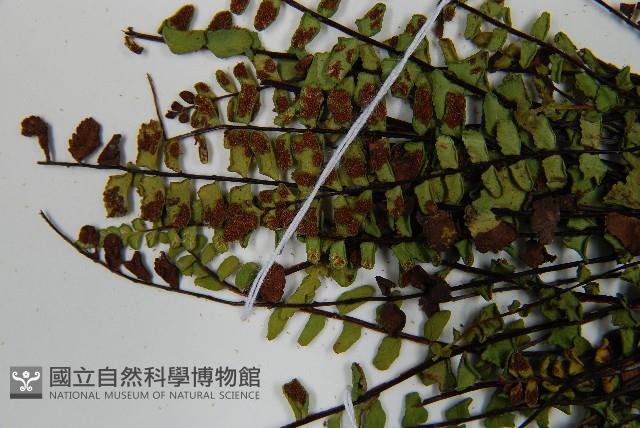 鐵角蕨藏品圖，第4張