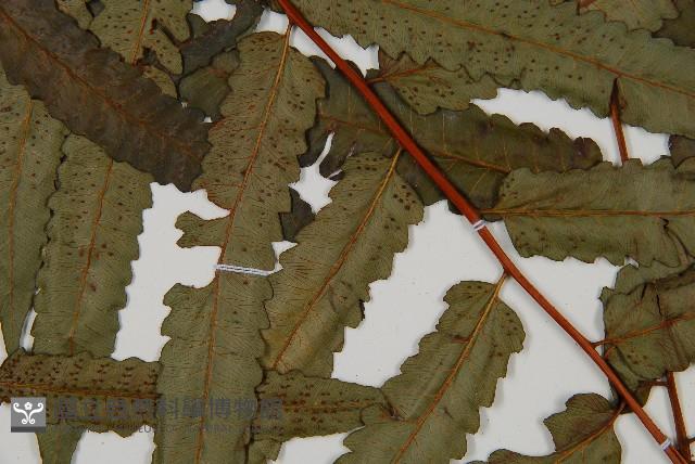 台灣樹蕨藏品圖，第4張