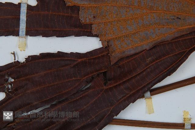 雙扇蕨藏品圖，第7張