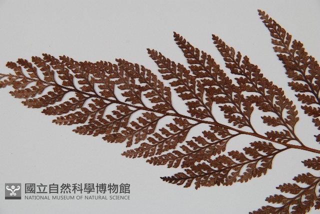 杯狀蓋陰石蕨藏品圖，第4張