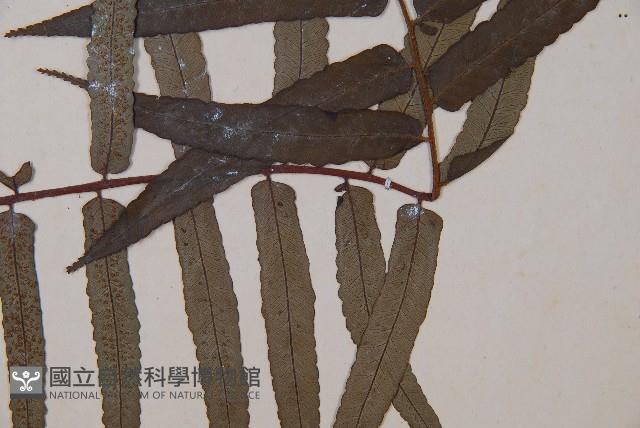 黑桫蕨藏品圖，第4張