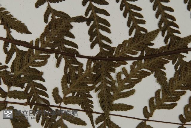 薄葉擬肋毛蕨藏品圖，第4張
