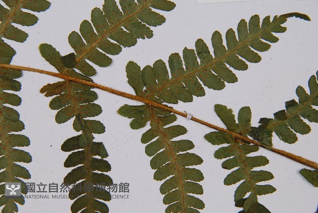 登錄號:P003870藏品圖，第4張