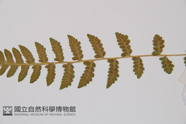 東洋蹄蓋蕨藏品圖，第4張