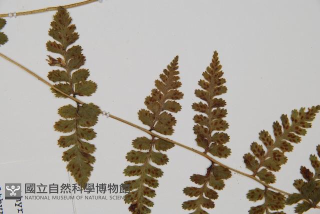 生芽蹄蓋蕨藏品圖，第4張