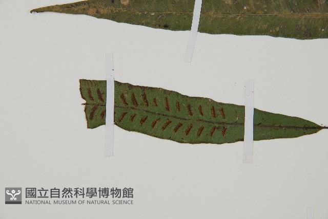 單葉雙蓋蕨藏品圖，第7張