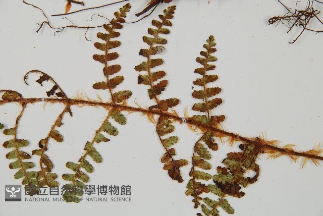 密毛鱗毛蕨藏品圖，第4張
