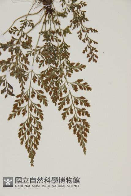 相似鐵角蕨藏品圖，第6張