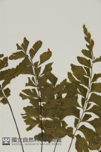 剪葉鐵角蕨藏品圖，第4張