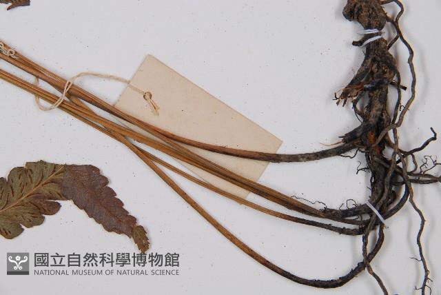 Accession Number:P005180 Collection Image, Figure 4, Total 6 Figures