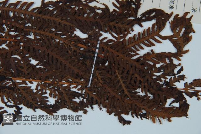 金狗毛蕨藏品圖，第3張