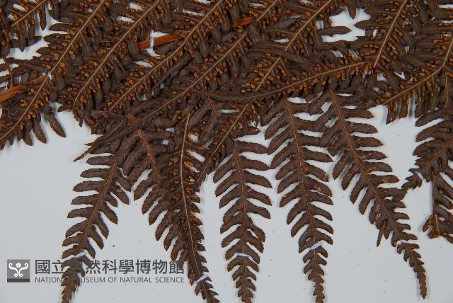 登錄號:P008680藏品圖，第4張