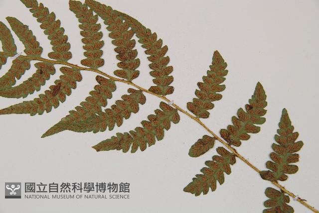 東洋蹄蓋蕨藏品圖，第4張