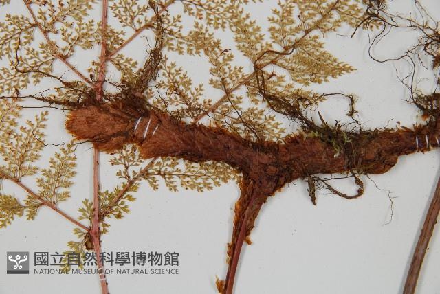 台灣小膜蓋蕨藏品圖，第3張