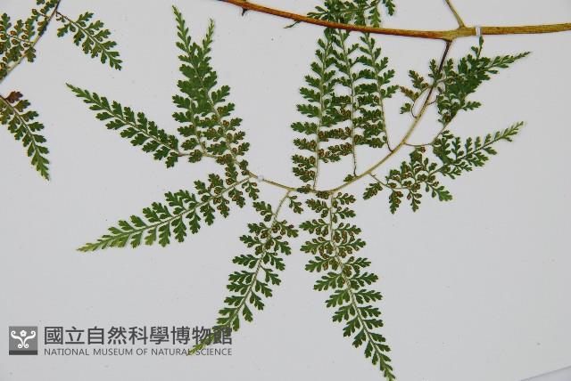 稀子蕨藏品圖，第4張