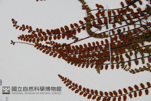 鐵角蕨藏品圖，第4張
