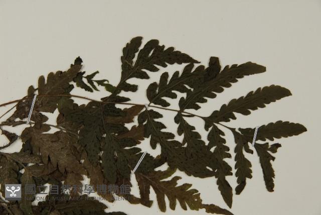 薄葉擬肋毛蕨、南洋三叉蕨藏品圖，第4張