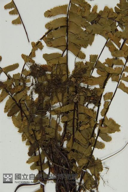 生芽鐵角蕨藏品圖，第4張