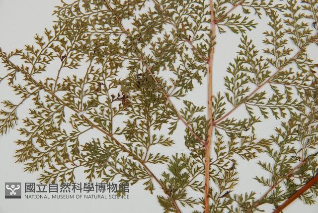 台灣小膜蓋蕨藏品圖，第3張